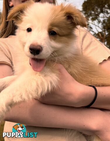 Pedigree Border Collie Puppies (with papers)- ONLY 2 LEFT!