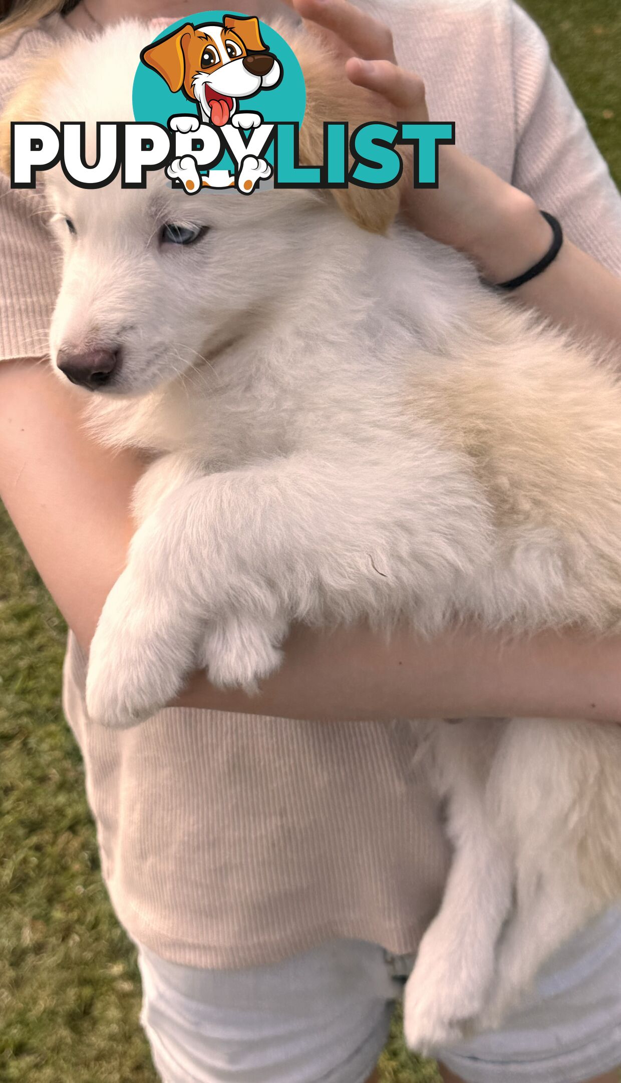 Pedigree Border Collie Puppies (with papers)- ONLY 2 LEFT!