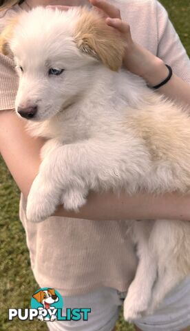 Pedigree Border Collie Puppies (with papers)- ONLY 2 LEFT!