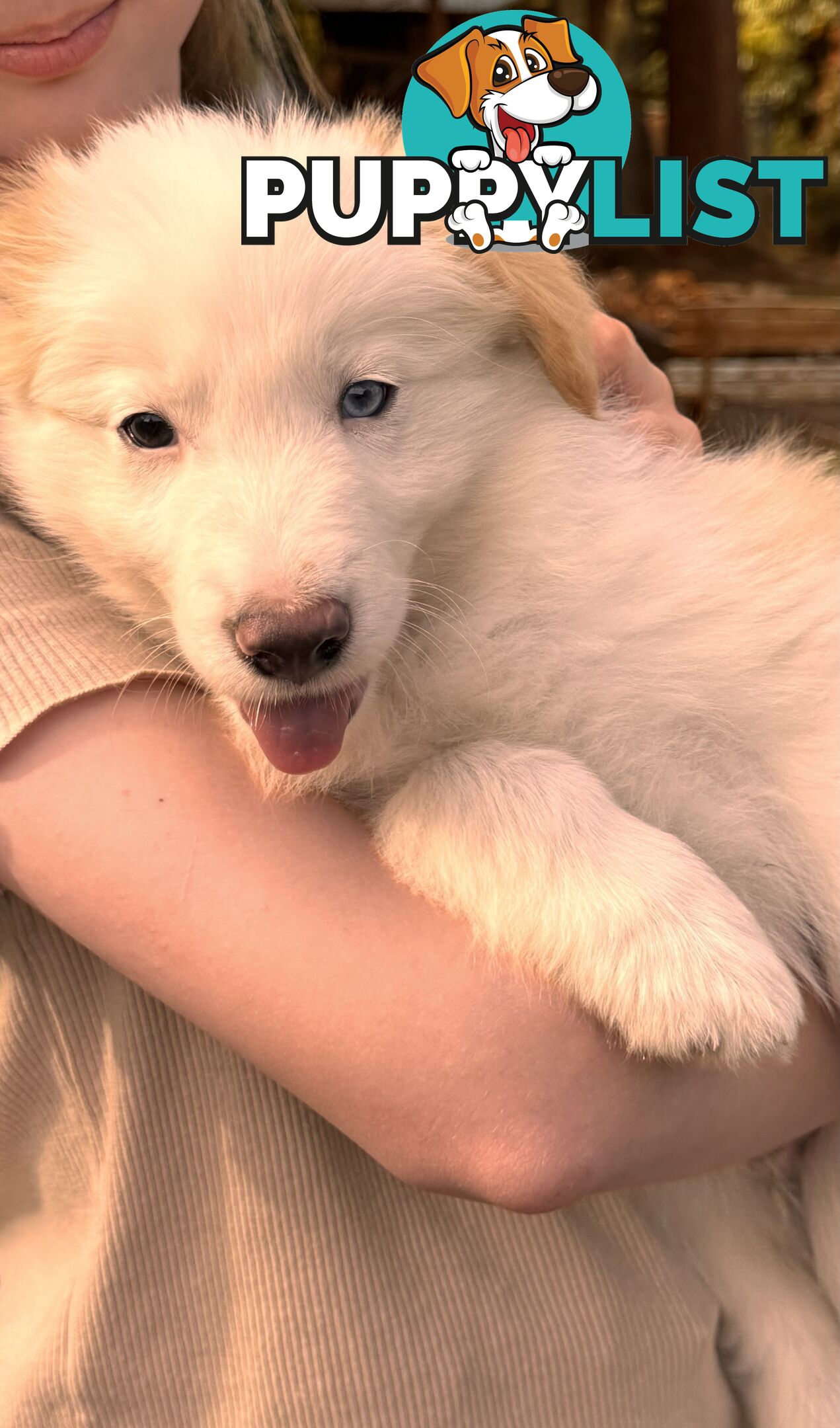 Pedigree Border Collie Puppies (with papers)- ONLY 2 LEFT!