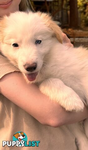 Pedigree Border Collie Puppies (with papers)- ONLY 2 LEFT!