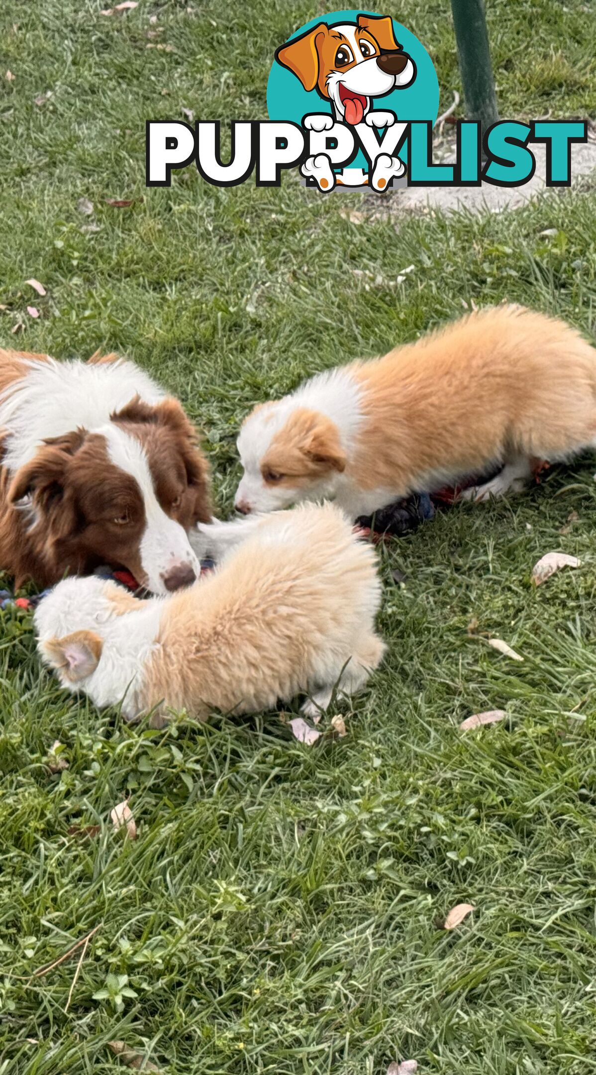 Pedigree Border Collie Puppies (with papers)- ONLY 2 LEFT!