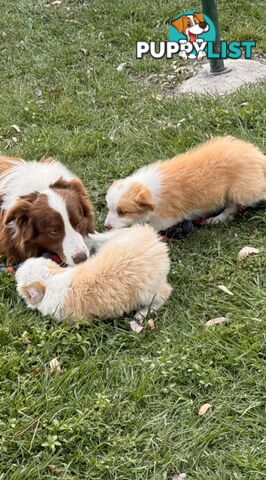 Pedigree Border Collie Puppies (with papers)- ONLY 2 LEFT!