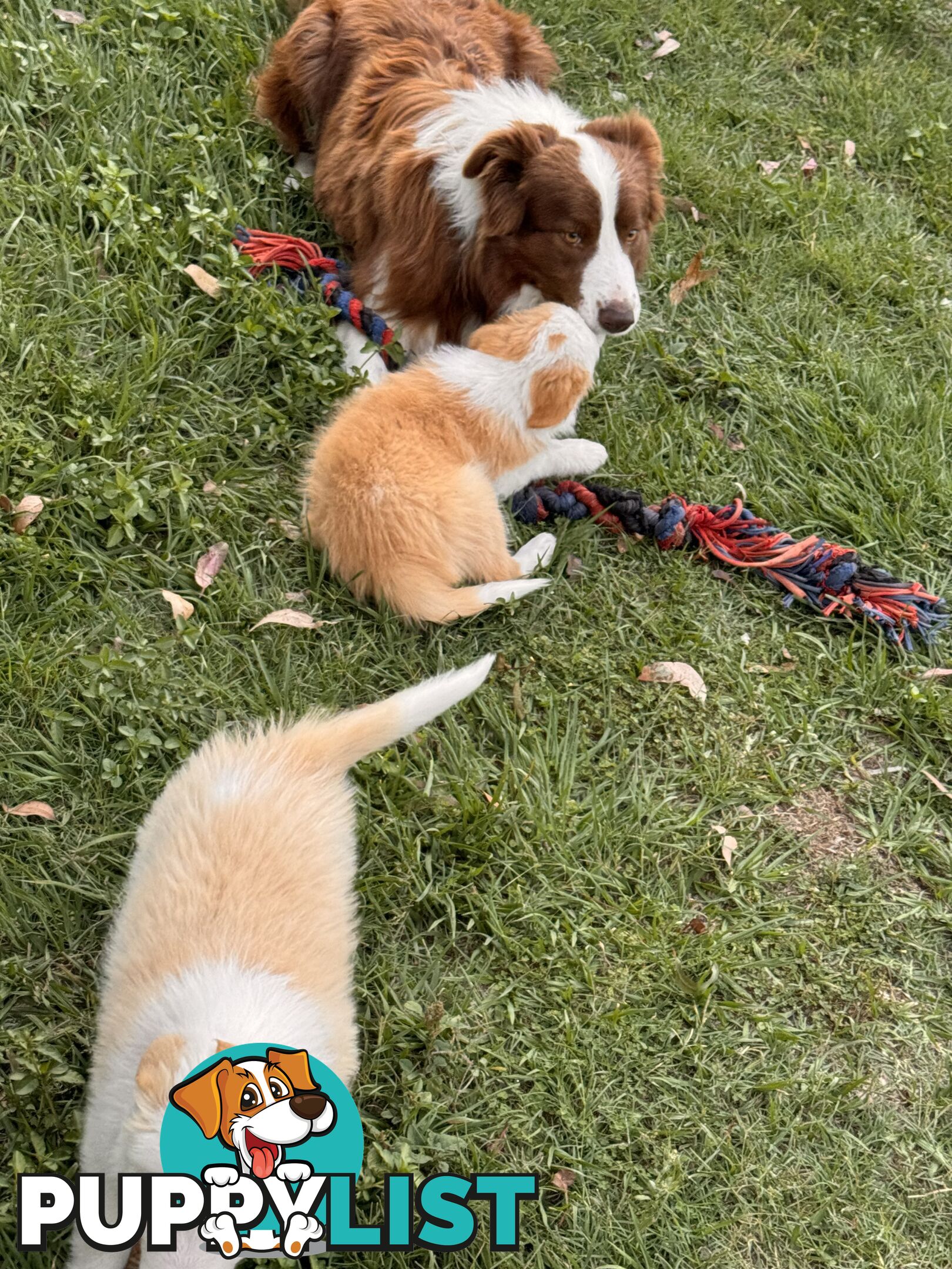 Pedigree Border Collie Puppies (with papers)- ONLY 2 LEFT!