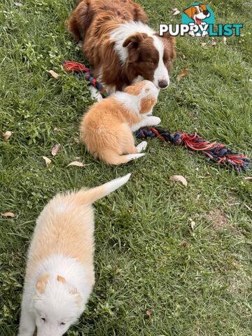 Pedigree Border Collie Puppies (with papers)- ONLY 2 LEFT!