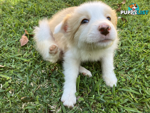 Pedigree Border Collie Puppies (with papers)- ONLY 2 LEFT!