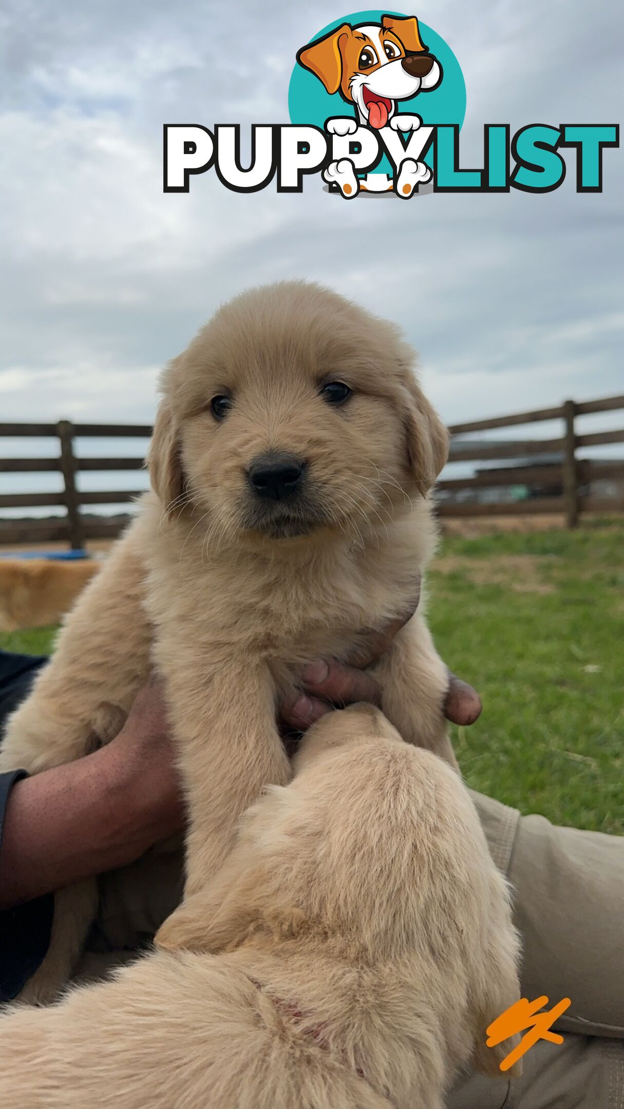 Golden retriever puppies