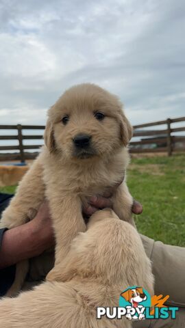 Golden retriever puppies