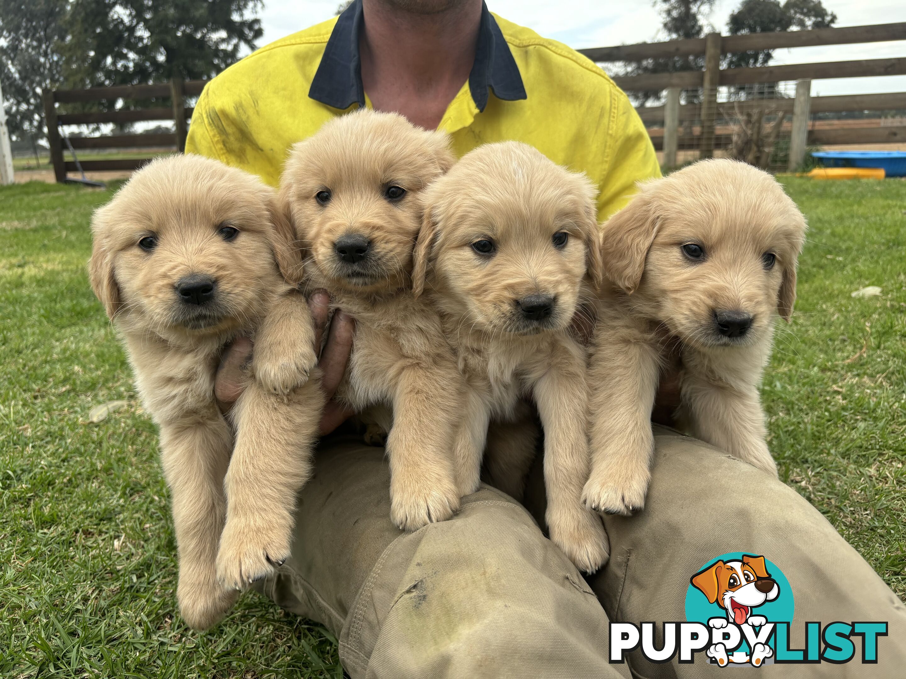 Golden retriever puppies