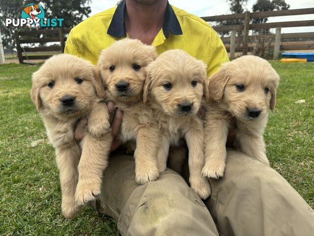 Golden retriever puppies