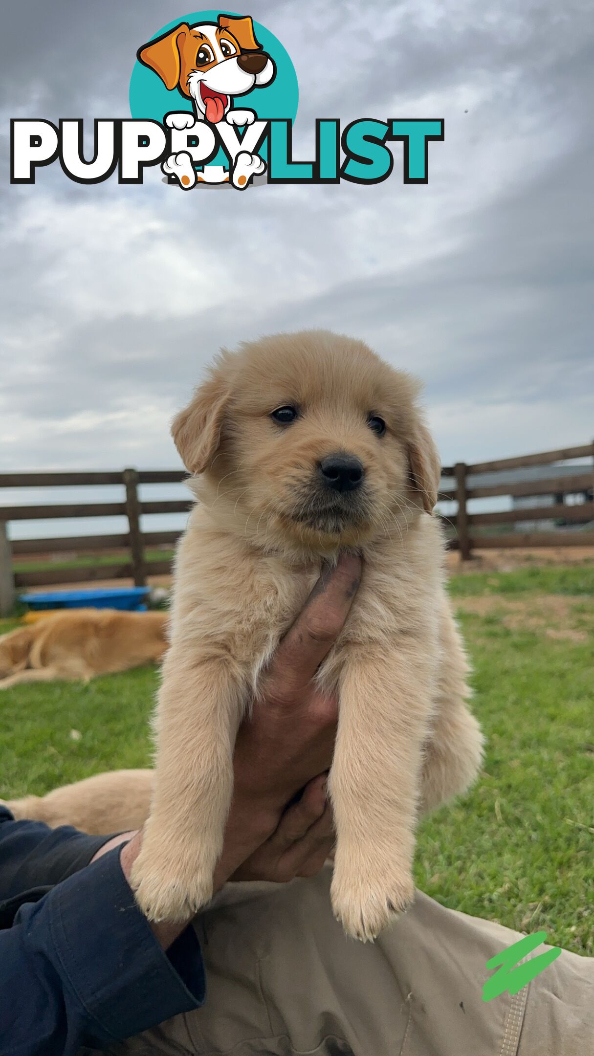 Golden retriever puppies