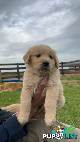 Golden retriever puppies