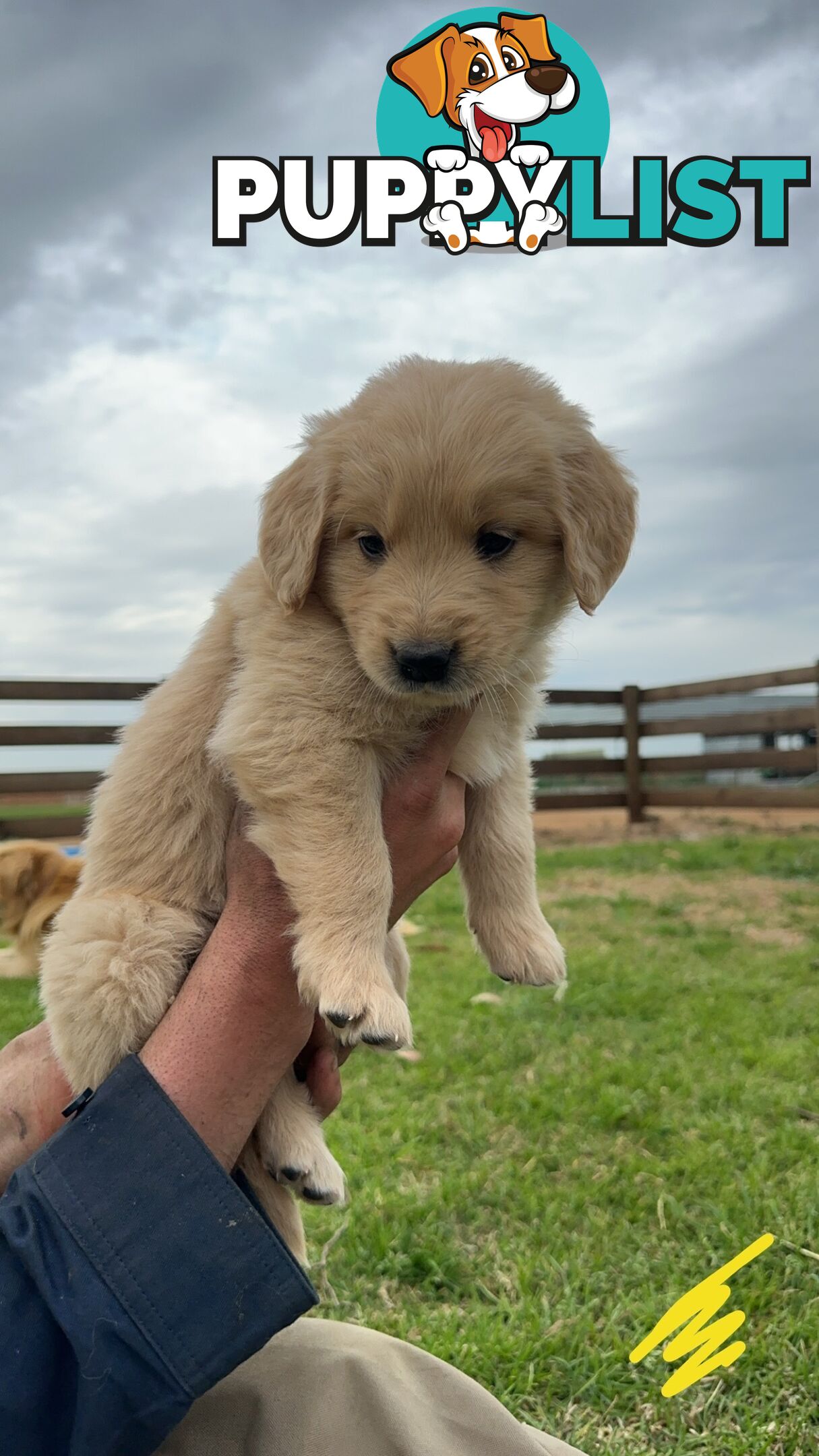 Golden retriever puppies