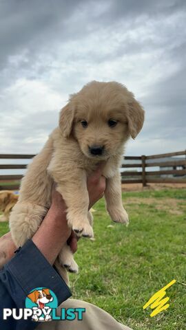 Golden retriever puppies