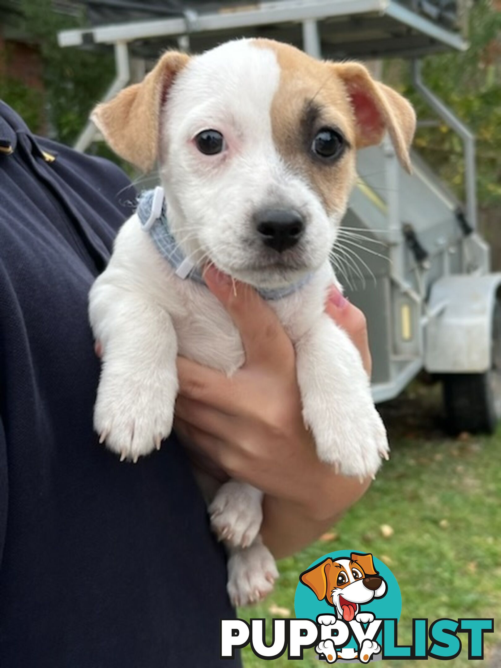 Jack Russel pups