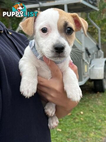 Jack Russel pups