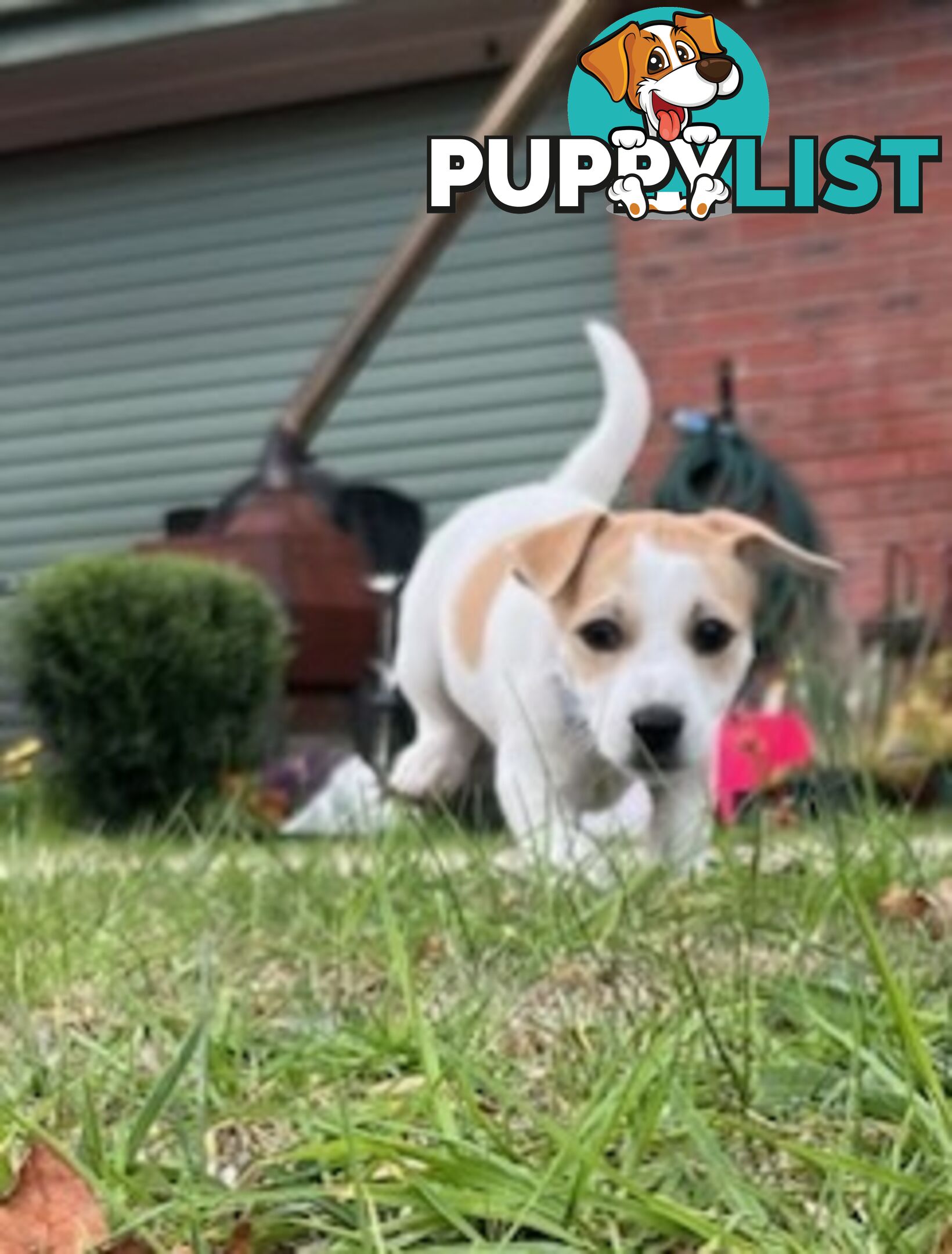 Jack Russel pups
