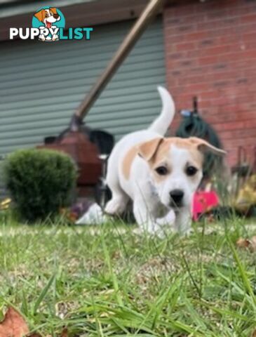 Jack Russel pups