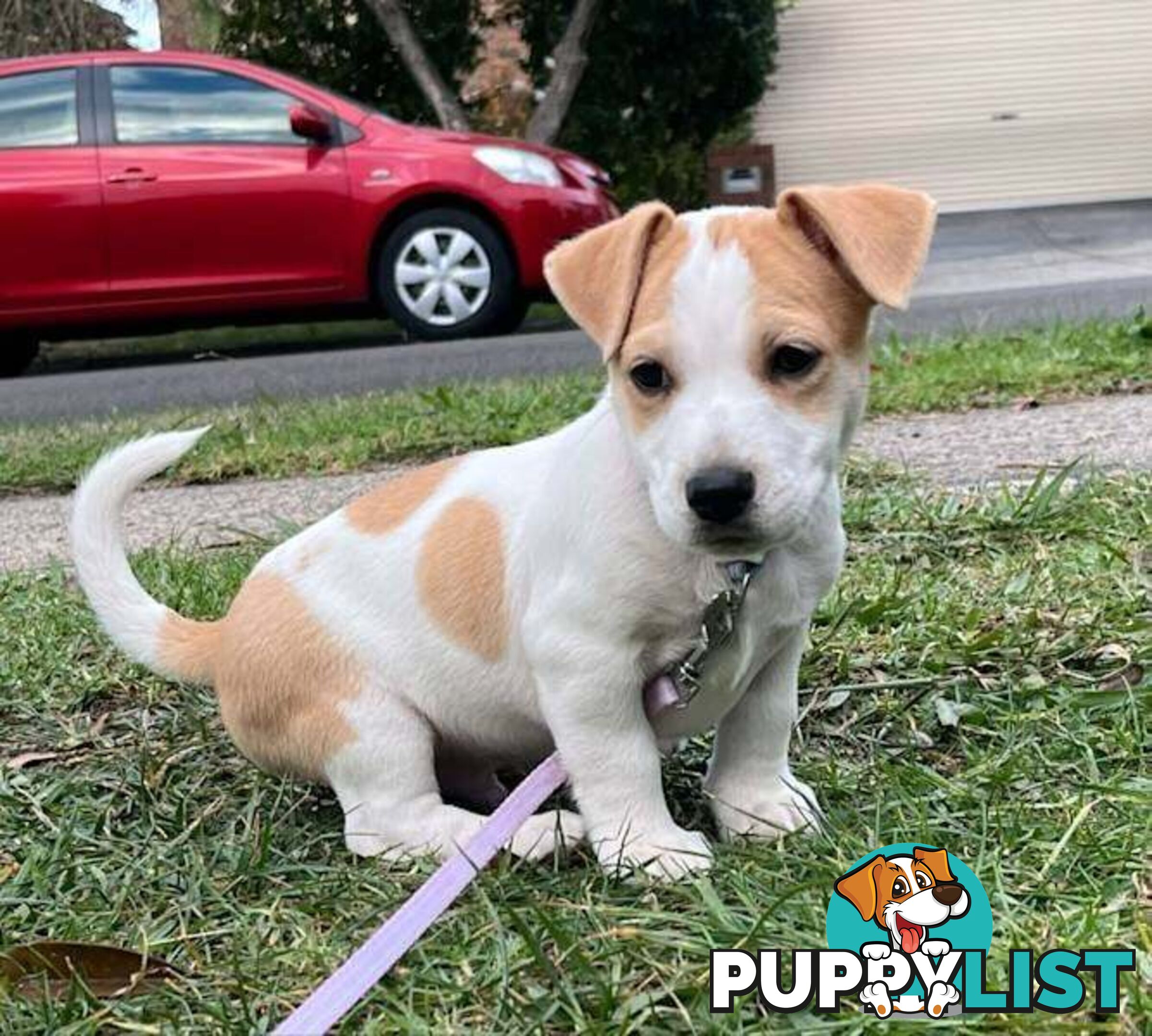 Jack Russel pups