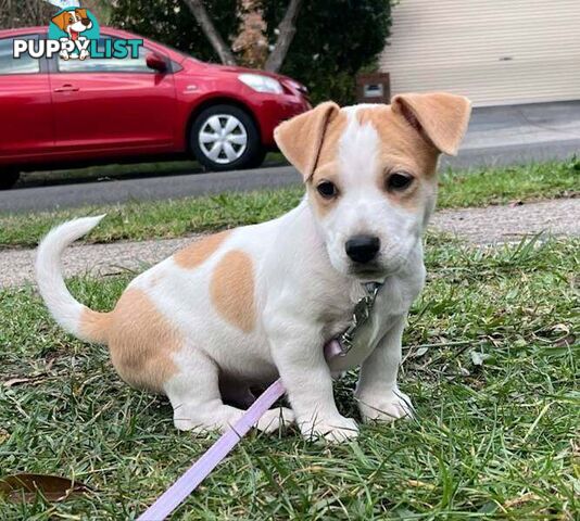 Jack Russel pups