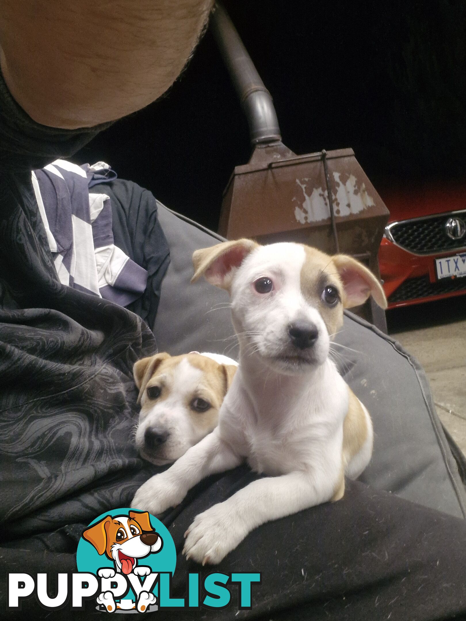 Jack Russel pups