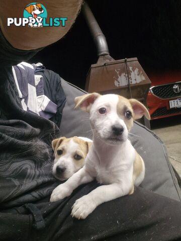 Jack Russel pups