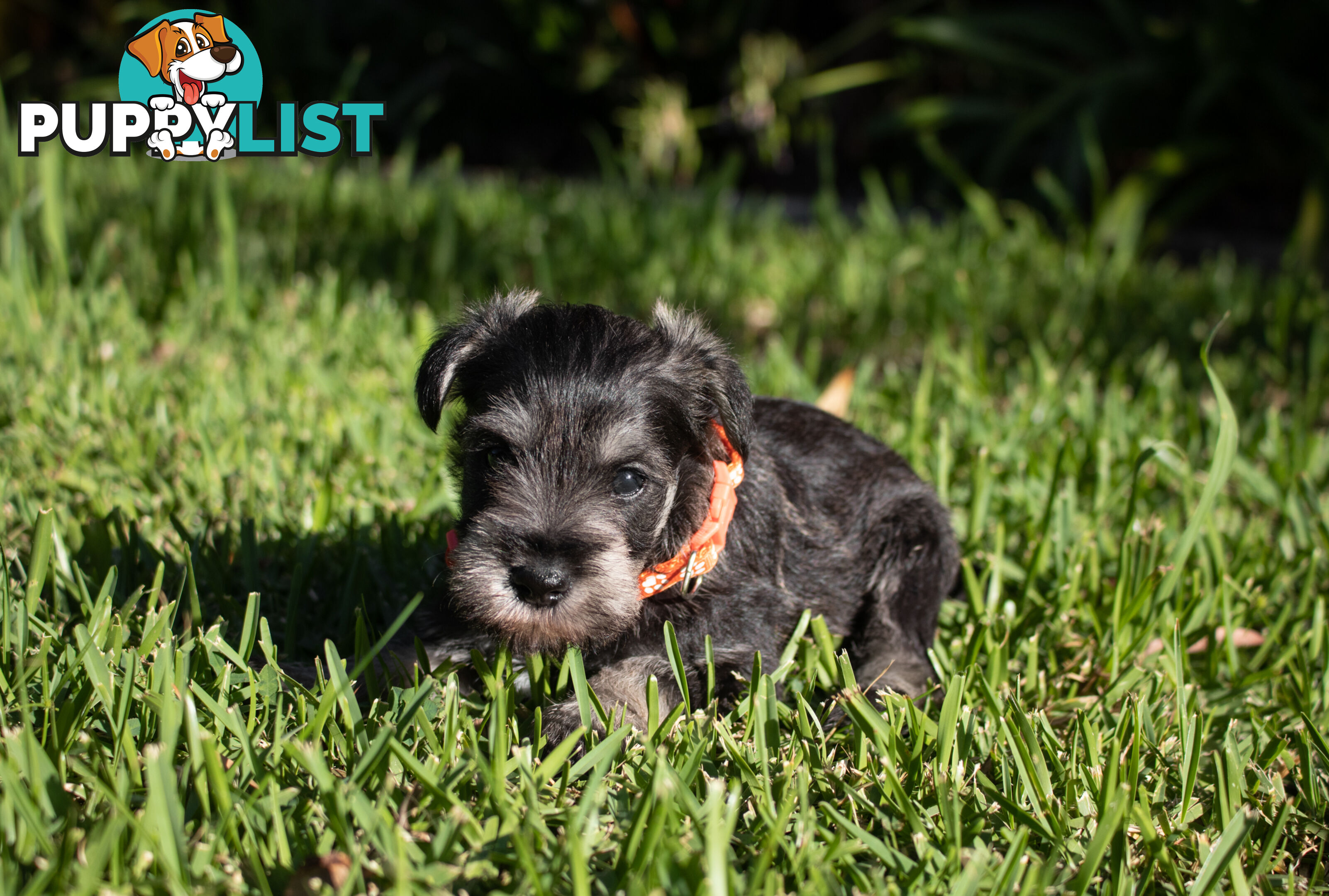 Purebred Miniature Schnauzer Puppies