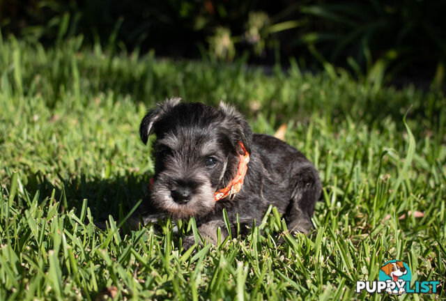 Purebred Miniature Schnauzer Puppies