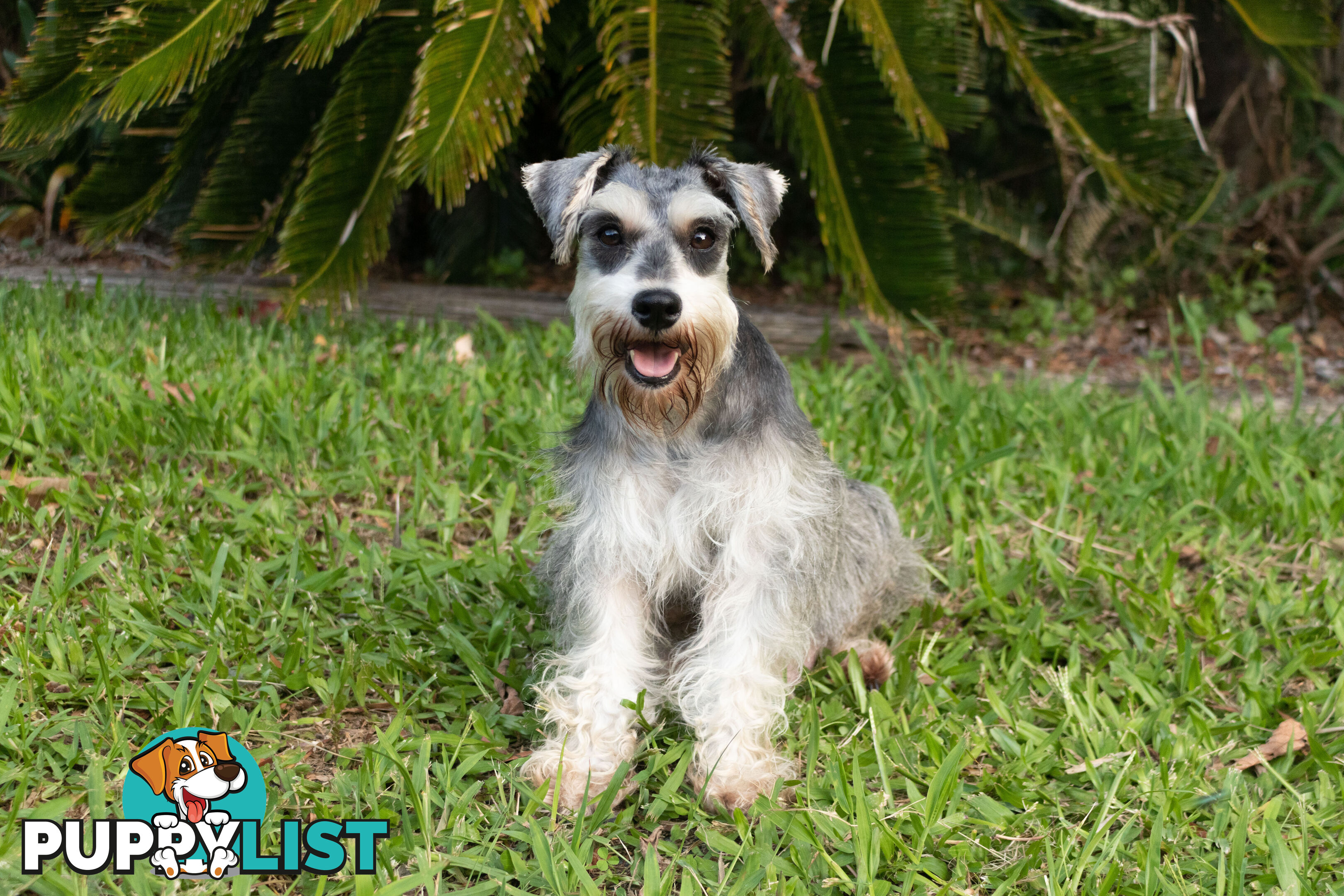 Purebred Miniature Schnauzer Puppies