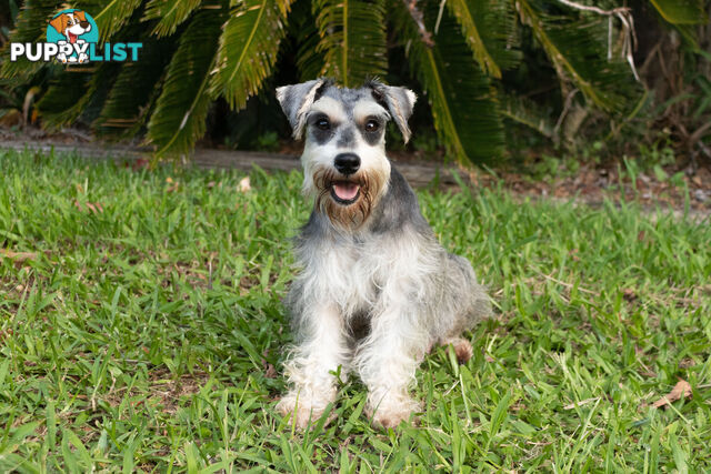 Purebred Miniature Schnauzer Puppies