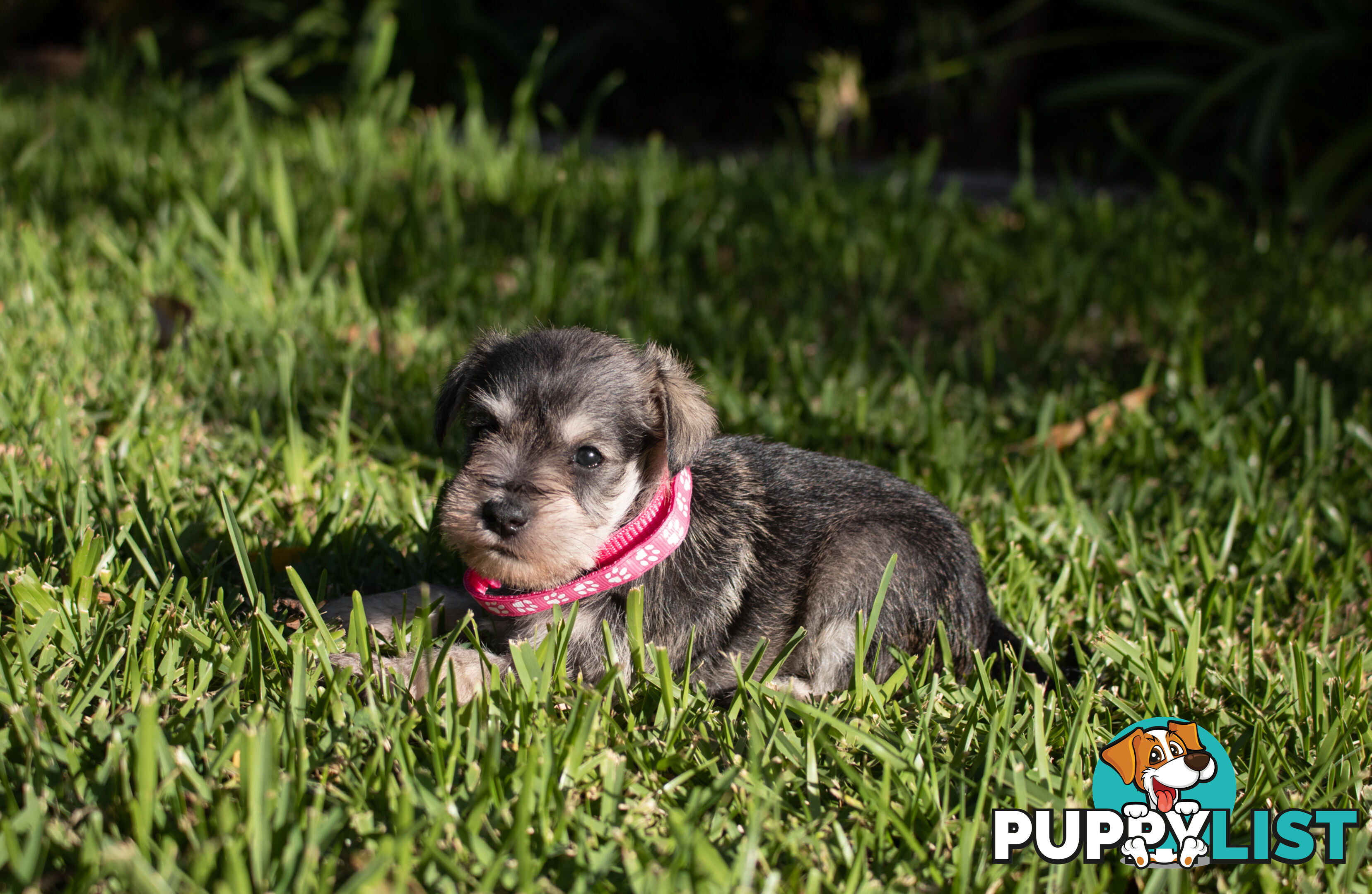 Purebred Miniature Schnauzer Puppies