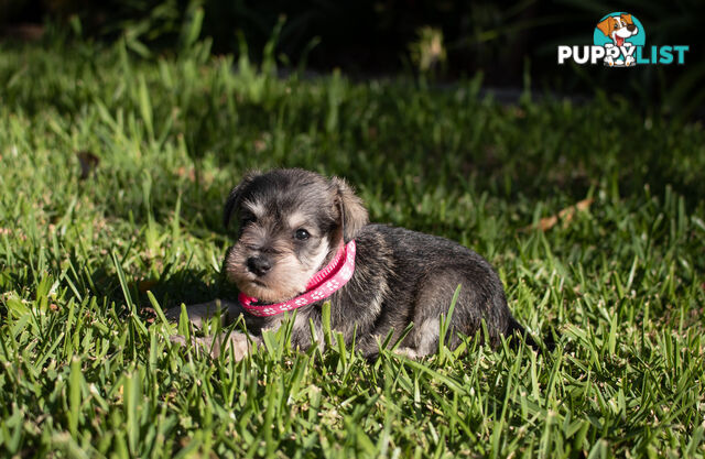 Purebred Miniature Schnauzer Puppies