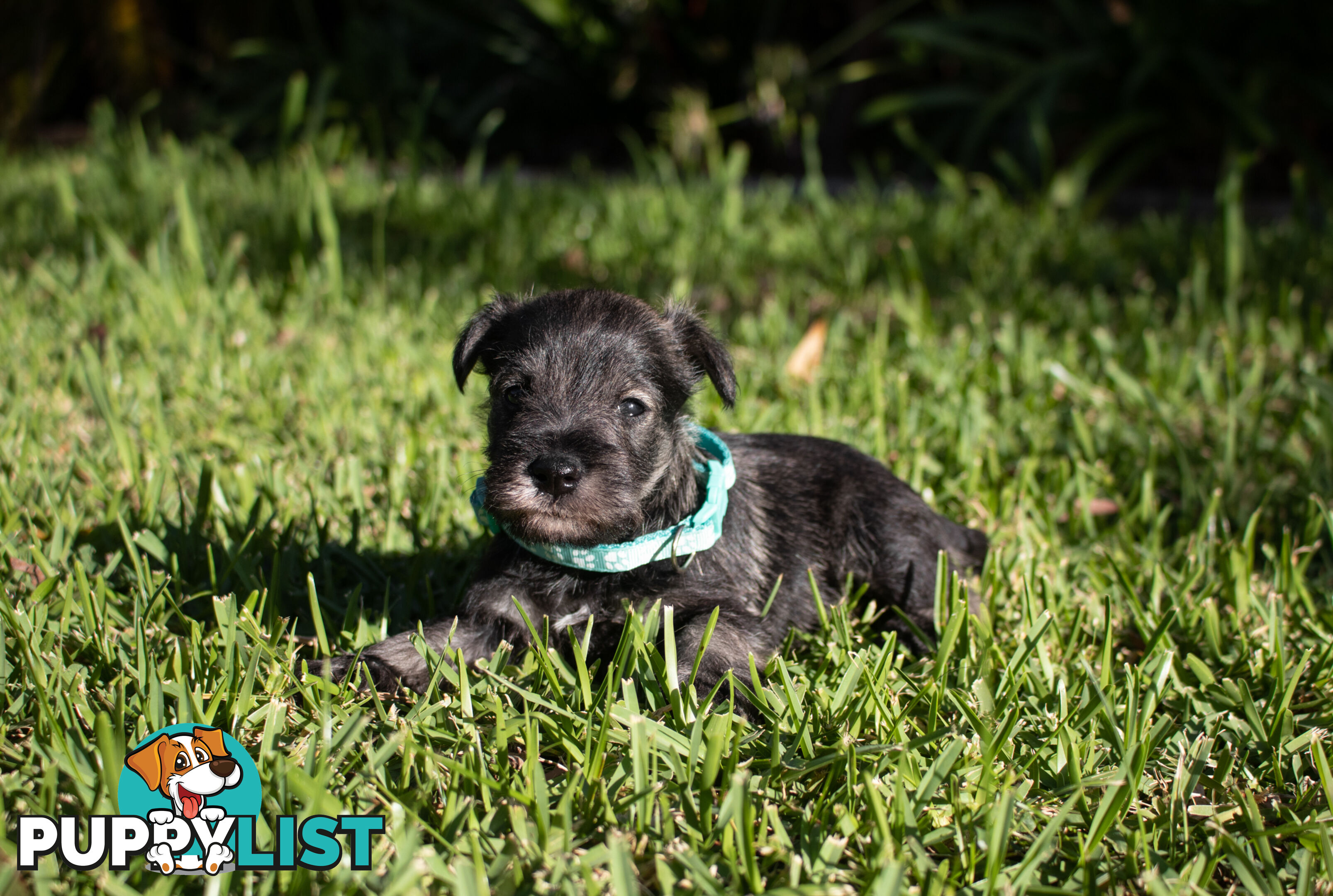 Purebred Miniature Schnauzer Puppies