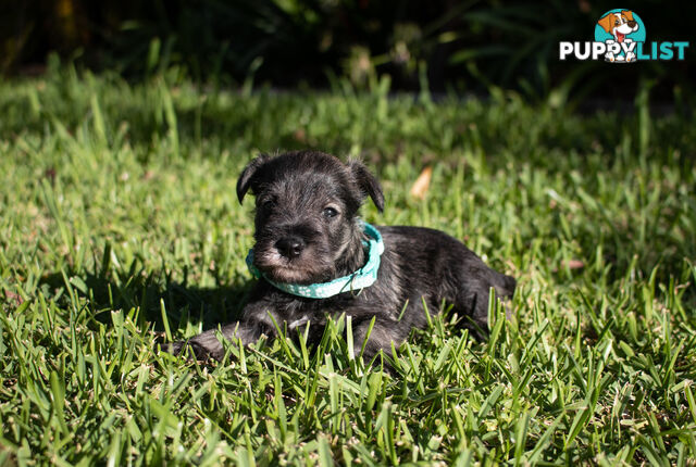 Purebred Miniature Schnauzer Puppies