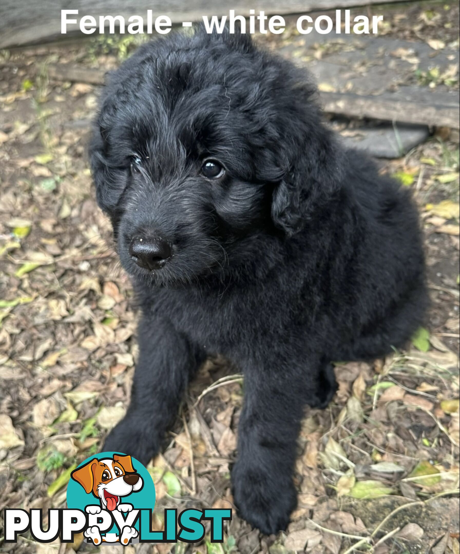 Shepherd x BorderDoodle Puppies for sale