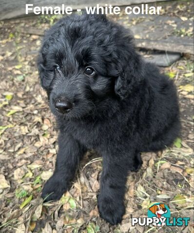 Shepherd x BorderDoodle Puppies for sale