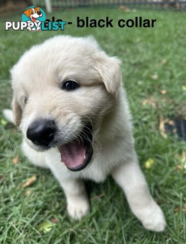 Shepherd x BorderDoodle Puppies for sale