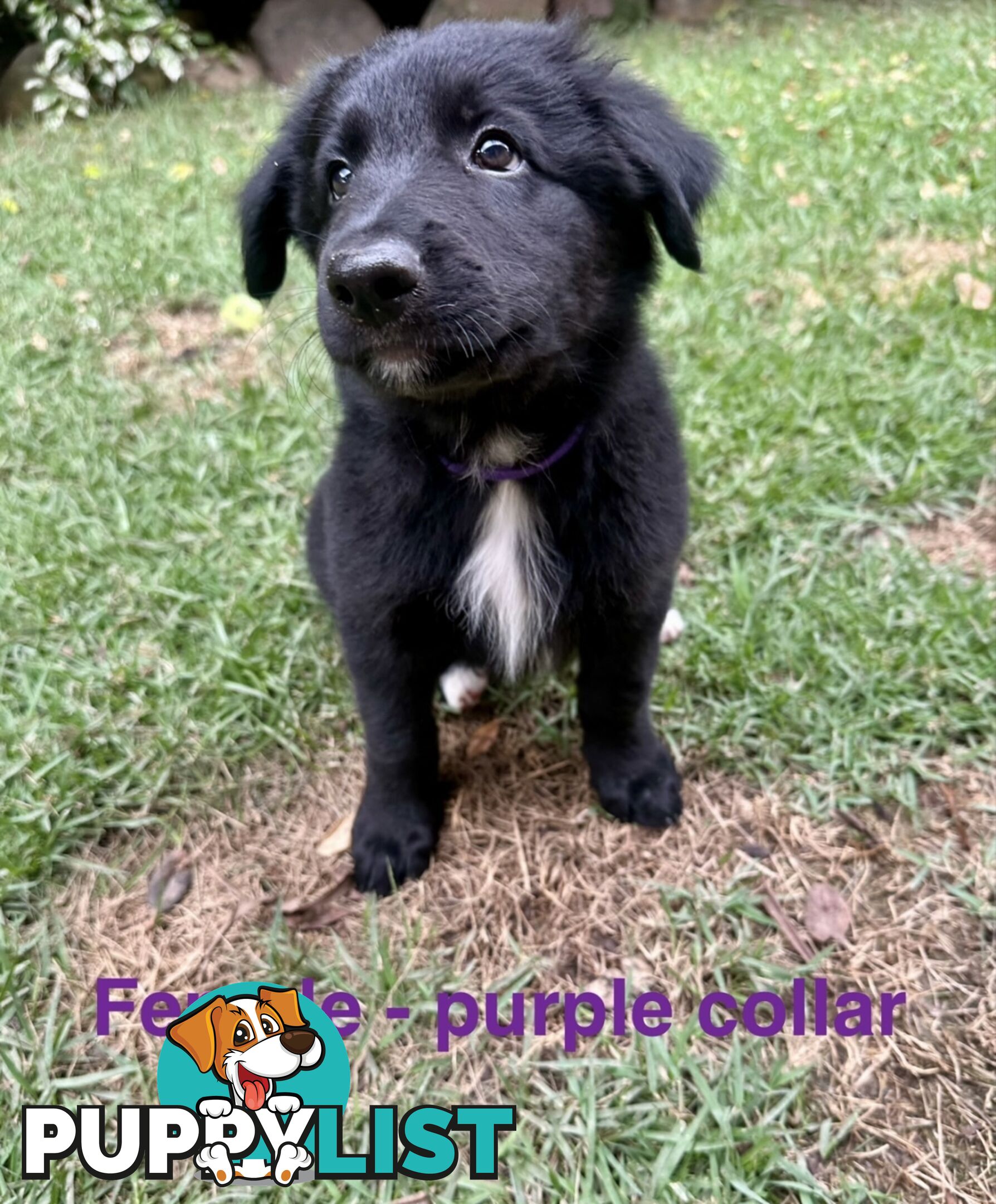 Shepherd x BorderDoodle Puppies for sale