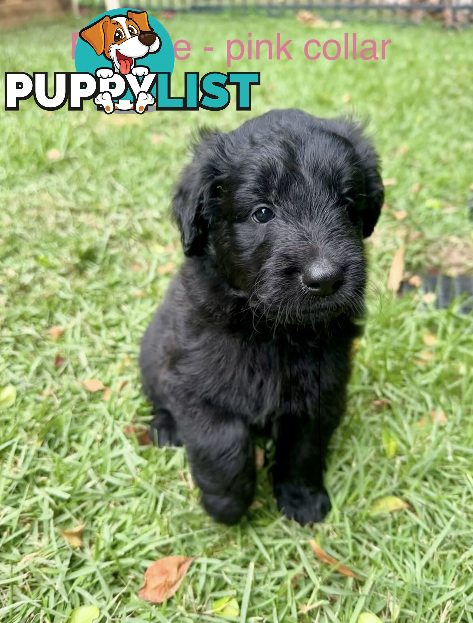 Shepherd x BorderDoodle Puppies for sale