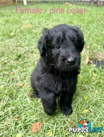 Shepherd x BorderDoodle Puppies for sale