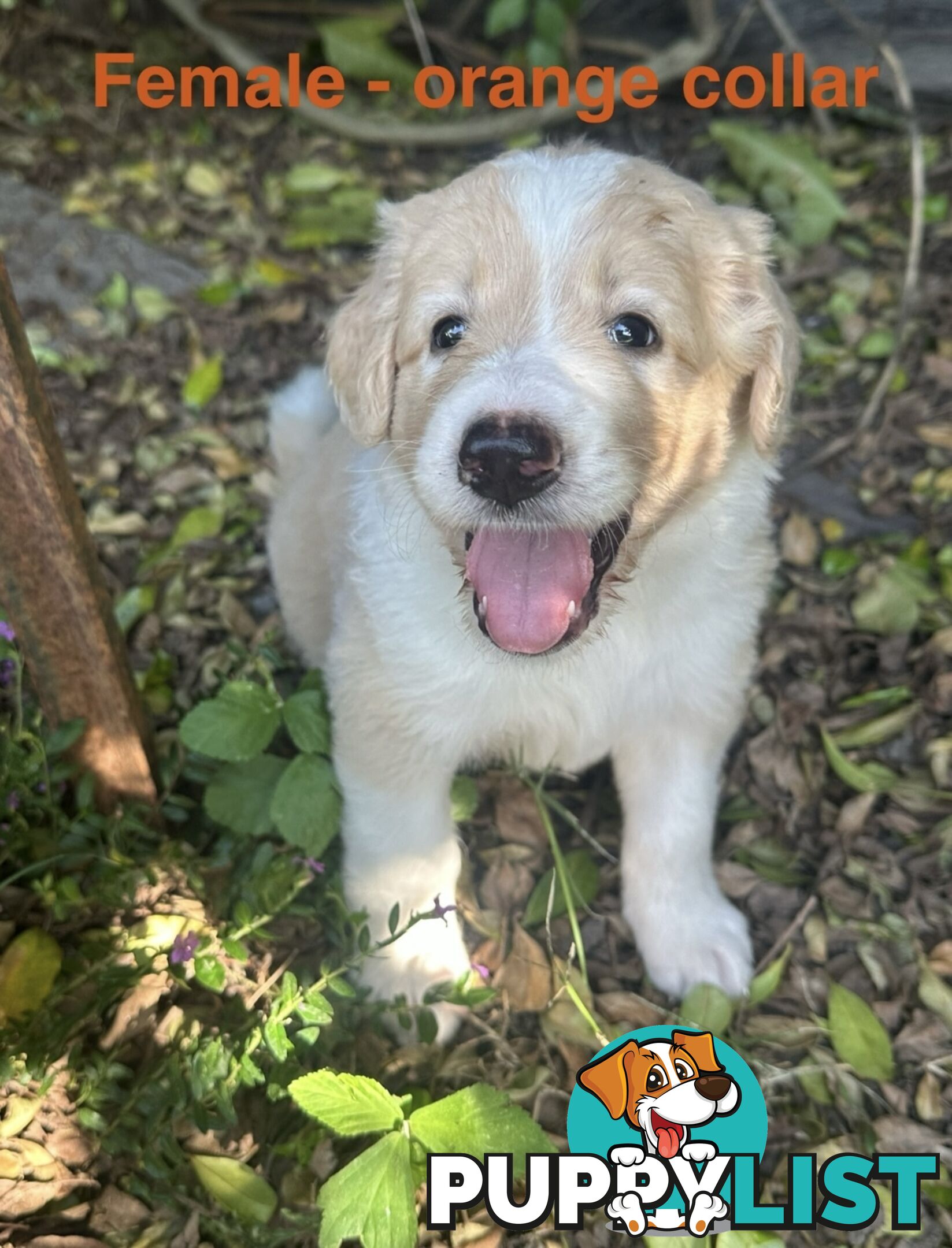 Shepherd x BorderDoodle Puppies for sale