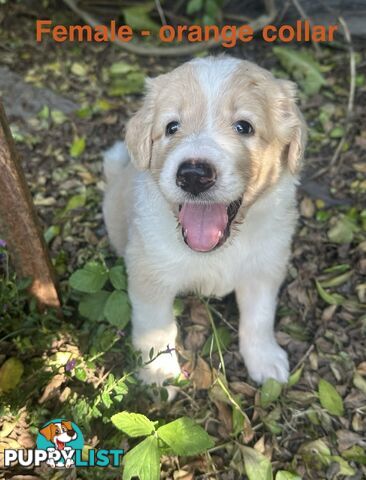 Shepherd x BorderDoodle Puppies for sale