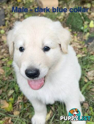 Shepherd x BorderDoodle Puppies for sale