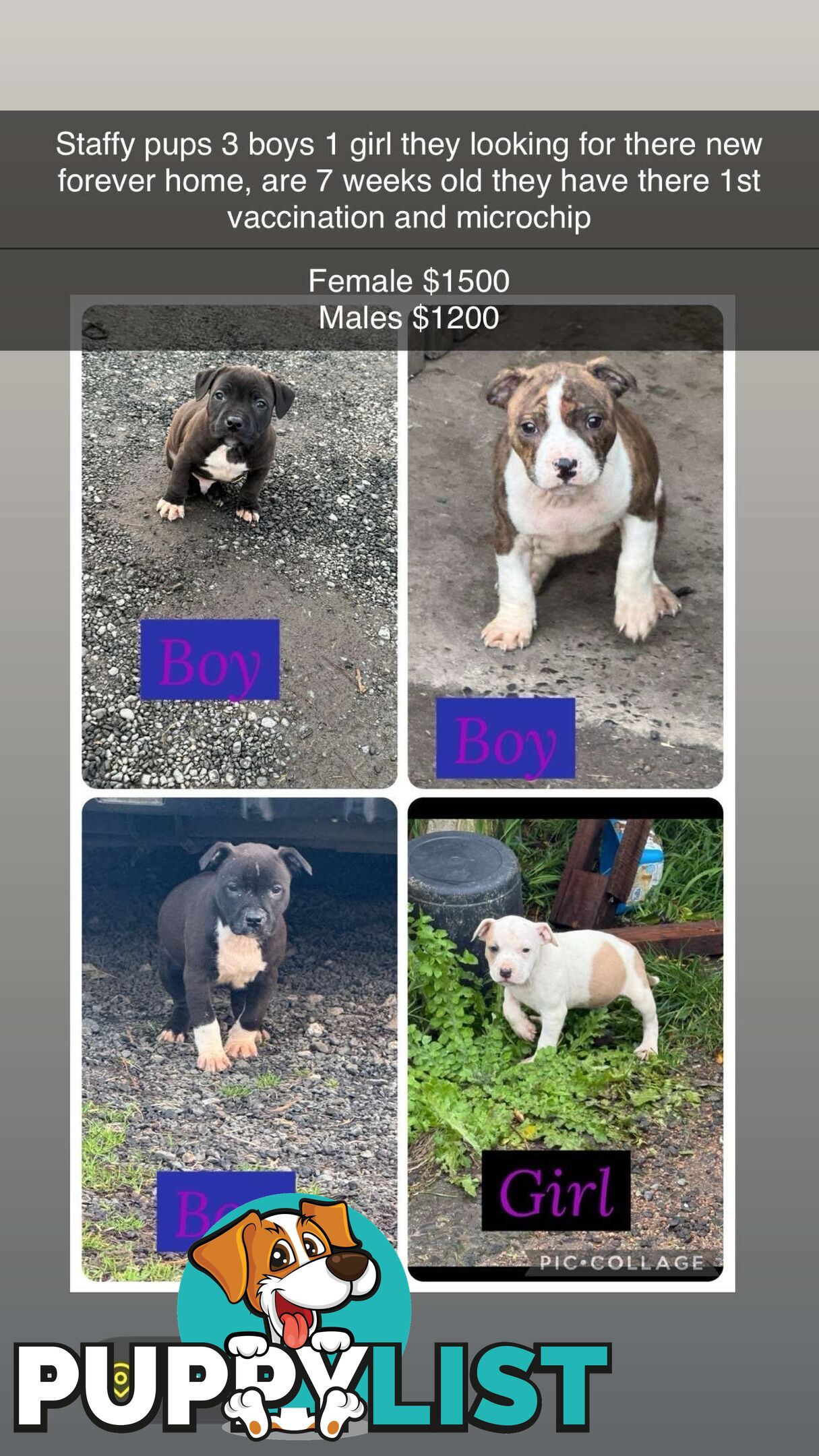 4 staffy pups