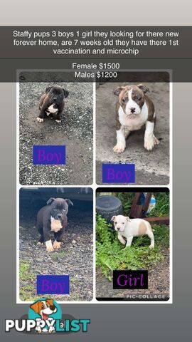 4 staffy pups