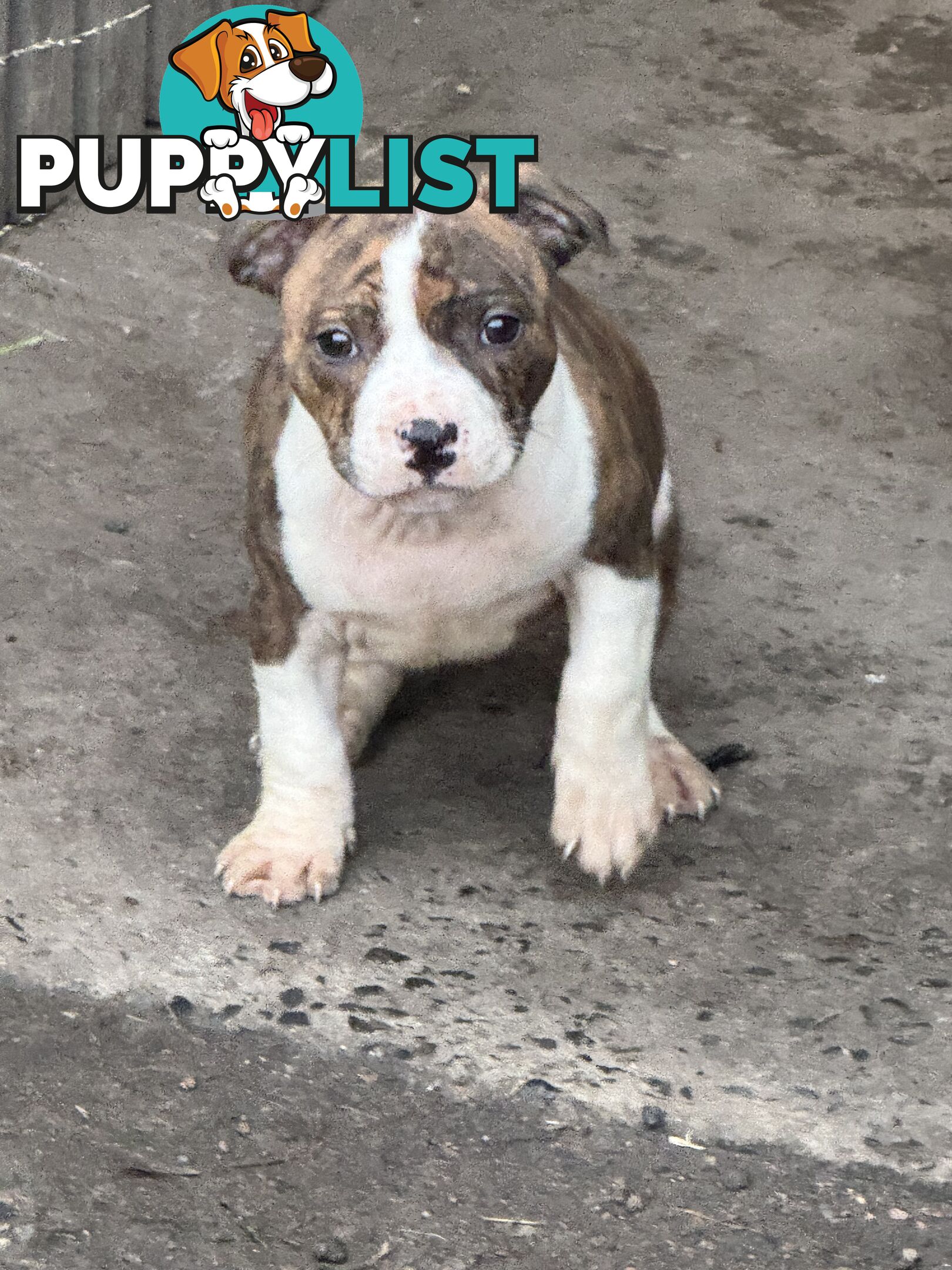 4 staffy pups