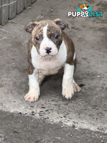 4 staffy pups