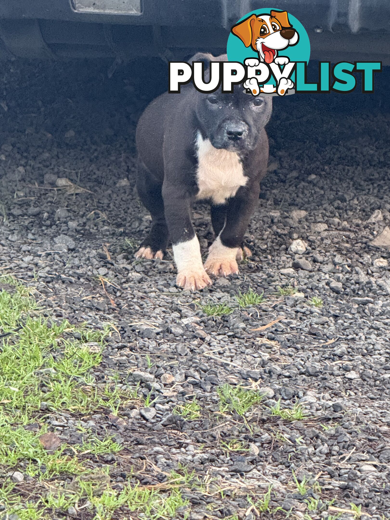 4 staffy pups