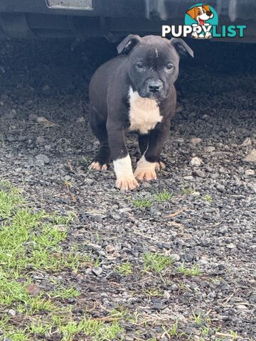 4 staffy pups