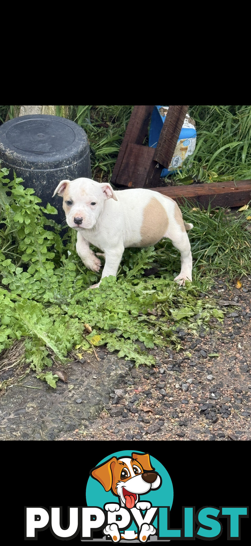 4 staffy pups